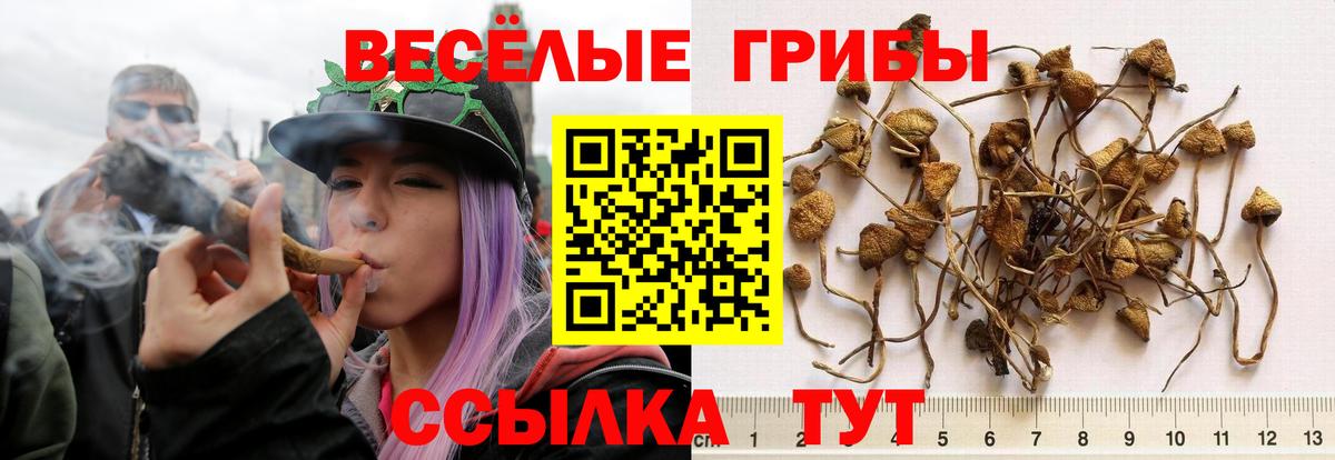 Псилоцибиновые грибы Psilocybine cubensis  Галлюциногенные грибы GOLDEN TEACHER  Вход с VPN  Оренбург 